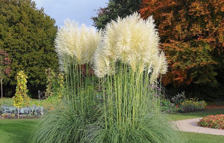 How to plant and grow pampas grass by seedling method to decorate your garden