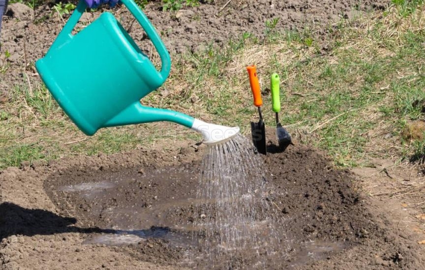 «Lazy» garden: how to cut maintenance in half