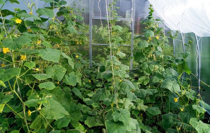 Cucumbers in the greenhouse