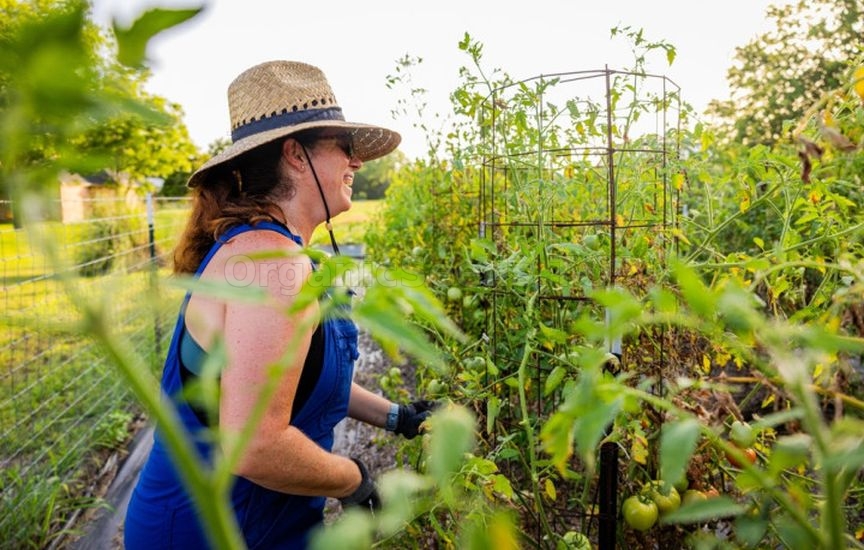 When and how to stake tomatoes