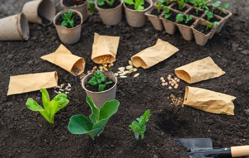 Why do some seeds sprout in 3 days while others «sit» for weeks