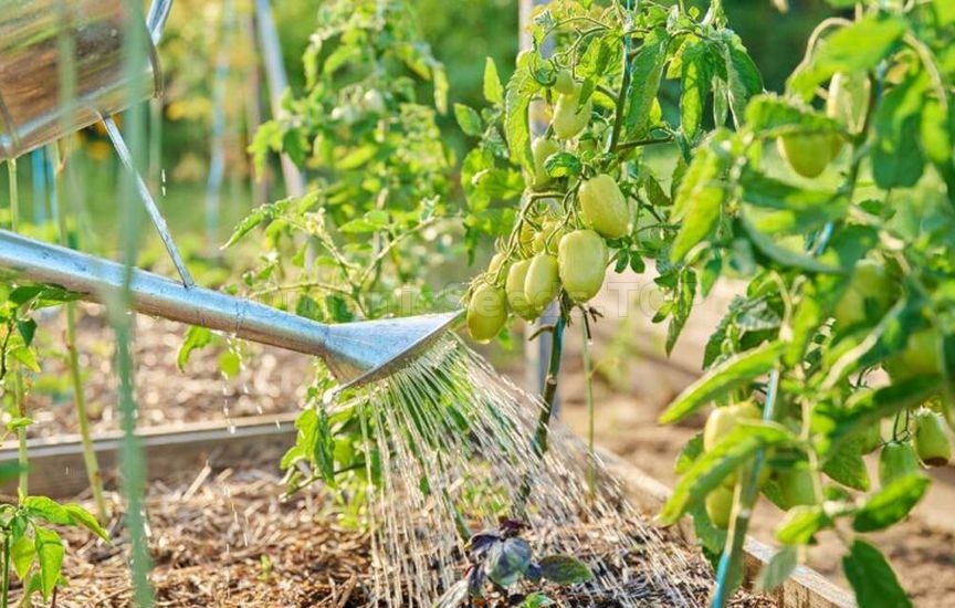 Plant care in raised beds – a summer maintenance schedule