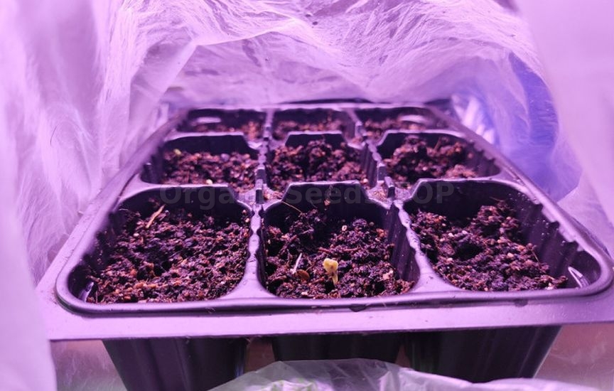 What to do if seedlings stop growing