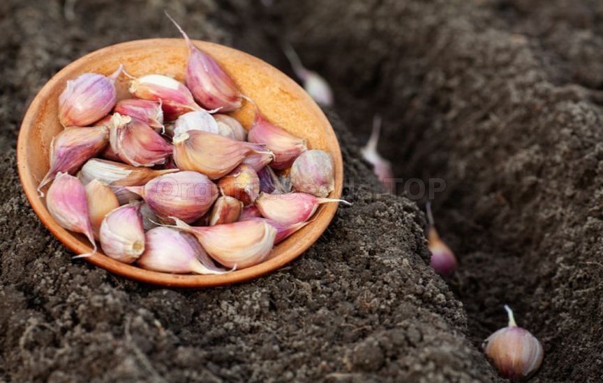 Autumn garlic planting: when, how, which Autumn garlic planting: when, how, which