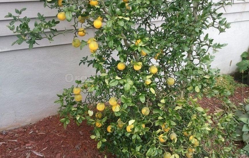 Poncirus trifolius: growing and care Poncirus trifolius: growing and care