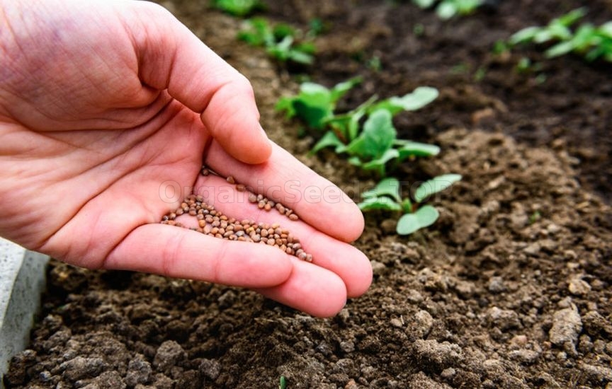 Why do some seeds sprout in 3 days while others «sit» for weeks