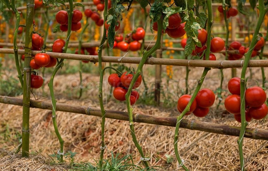 When and how to stake tomatoes