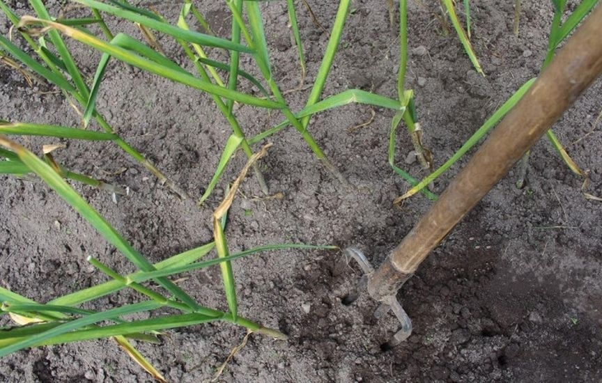 When to stop watering onions and garlic before harvesting