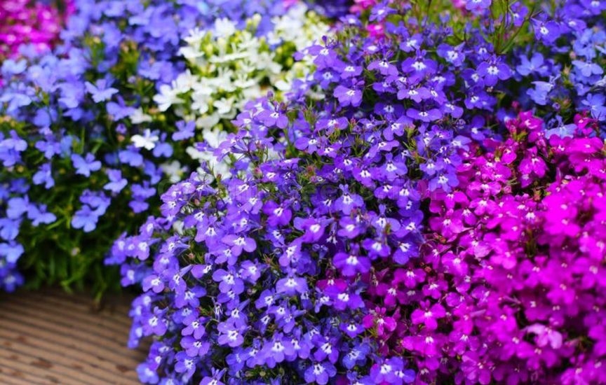 What to plant in a flower bed in spring so that it blooms all summer