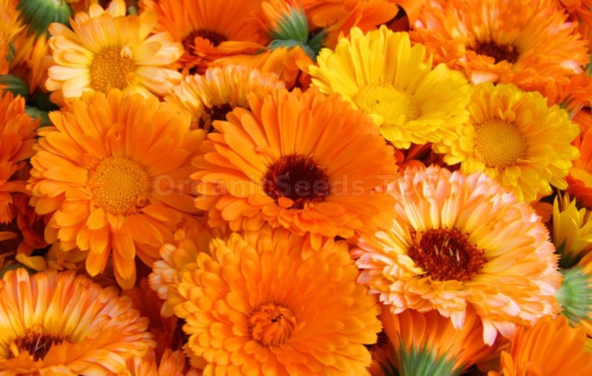 What flowers to sow directly into the ground in April–May