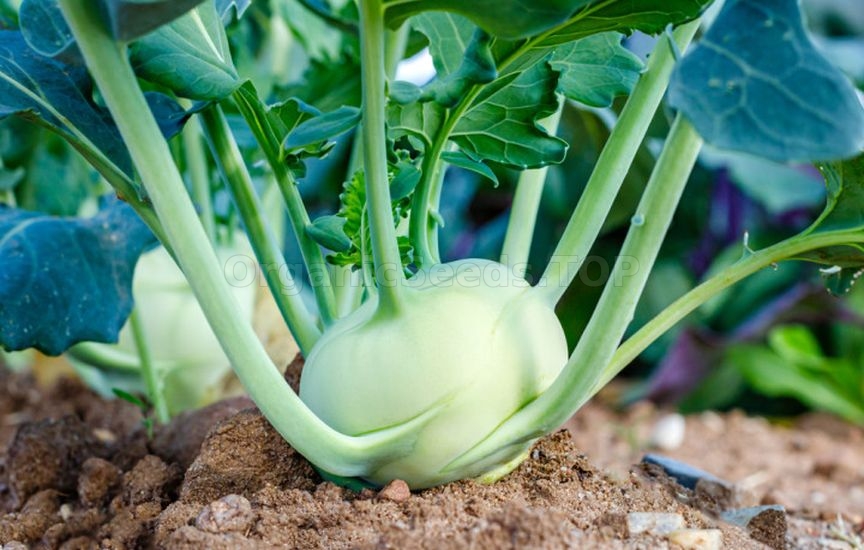 What else can be sown and planted in June to harvest in autumn