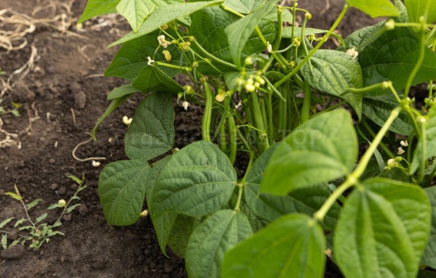 What else can be sown and planted in June to harvest in autumn