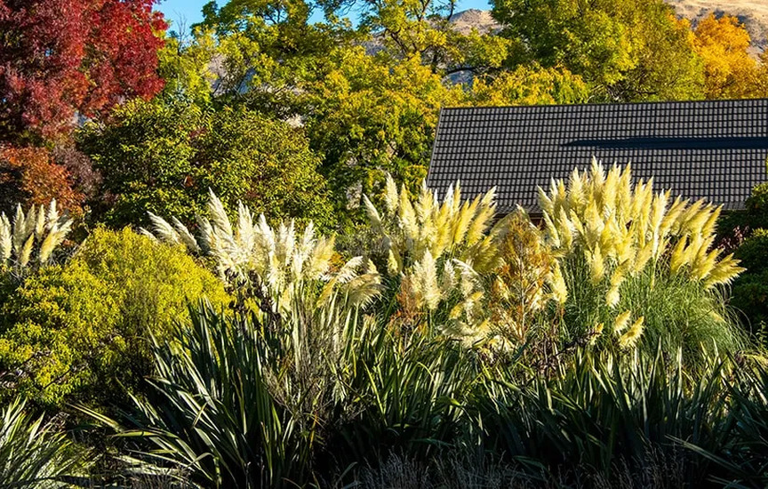 How to plant and grow pampas grass by seedling method to decorate your