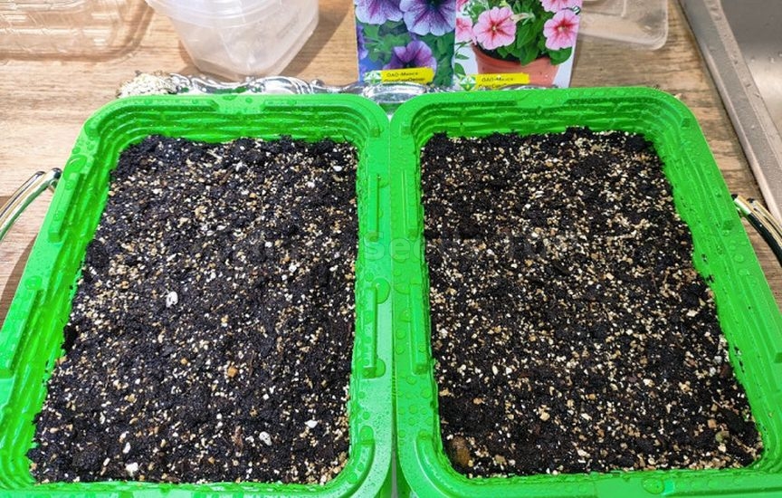 What to do if seedlings stop growing