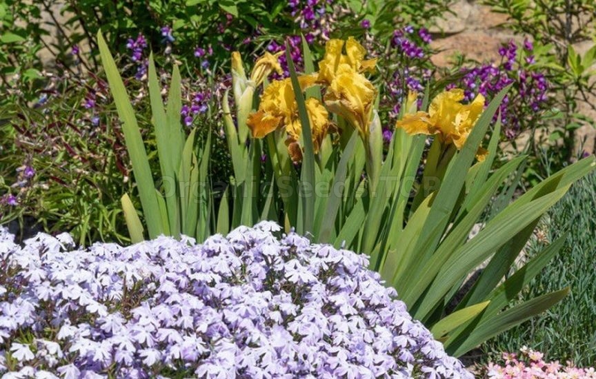 Annuals or perennials: what to choose