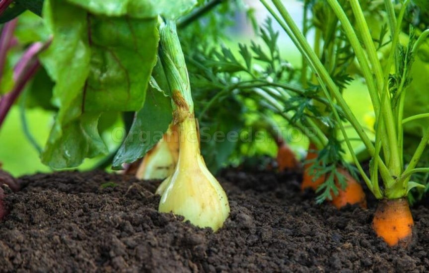 «Lazy» garden: how to cut maintenance in half