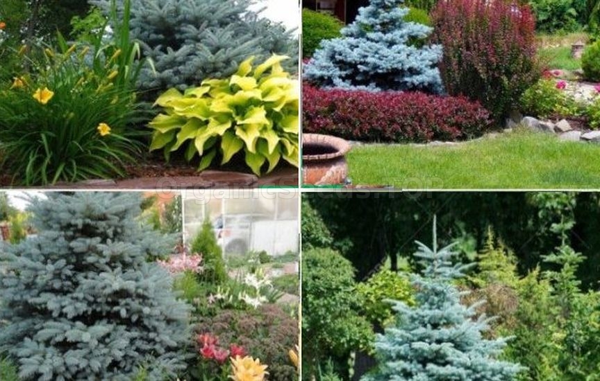 What to plant next to a spruce: fruit and ornamental crops What to plant next to a spruce: fruit and ornamental crops