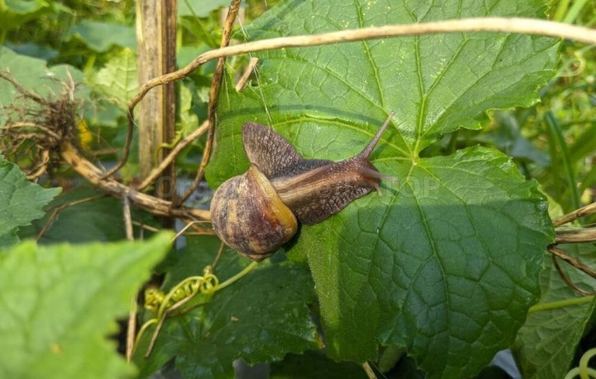 Why cucumbers become bitter and how to avoid it