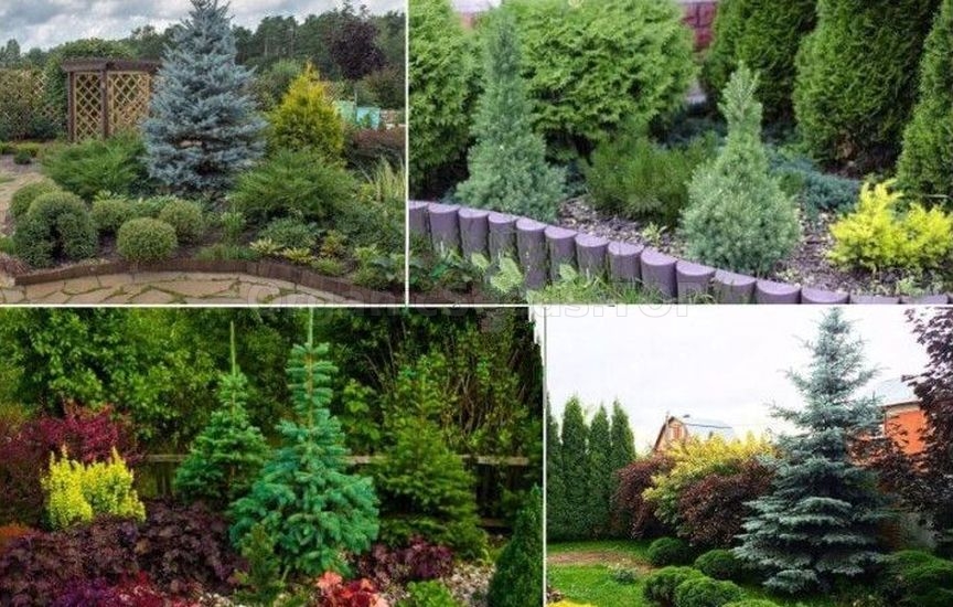 What to plant next to a spruce: fruit and ornamental crops What to plant next to a spruce: fruit and ornamental crops