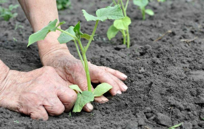 When it is really time, and not according to the «calendar», to plant When it is really time, and not according to the «calendar», to plant