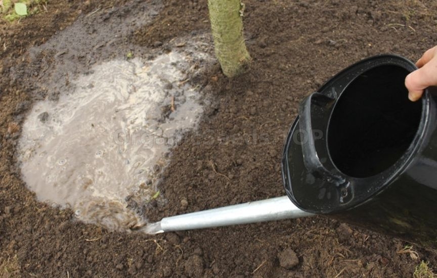 Obligatory spring fertilization of the garden