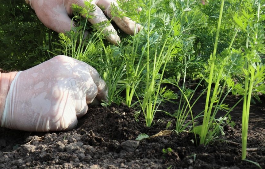 5 secrets of sweet and large carrots 5 secrets of sweet and large carrots