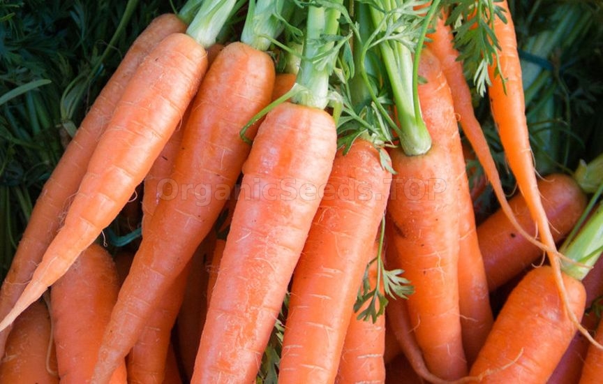 Which vegetables can be grown without seedlings