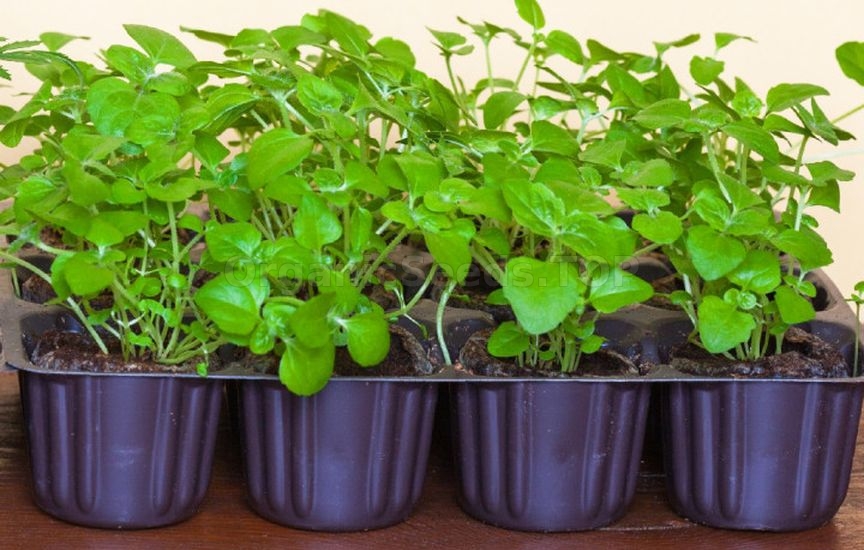 When to sow flowers for seedlings: timing for annuals and biennials