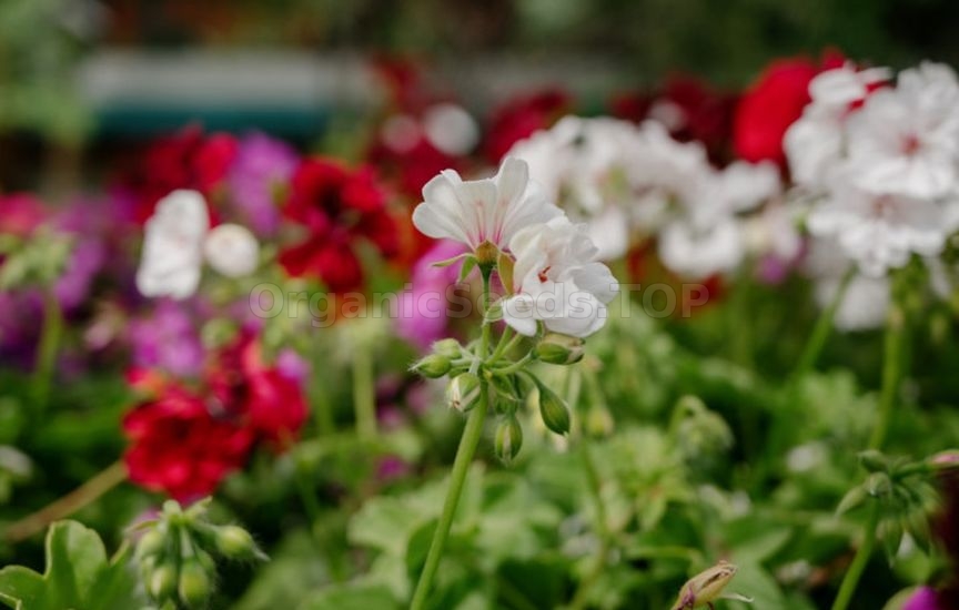 What flowers can be sown for seedlings already in January