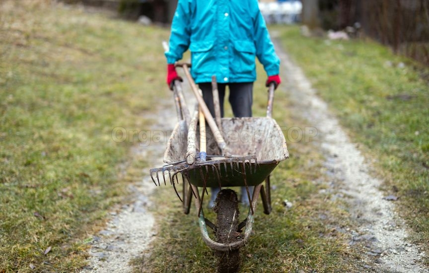 How to prepare garden tools for winter so you don't have to buy new ones in spring