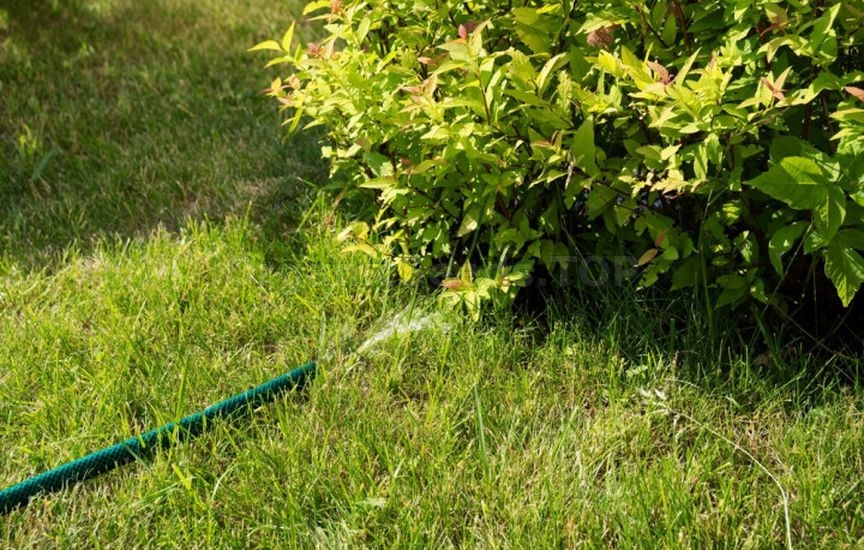 How to care for spirea in summer How to care for spirea in summer