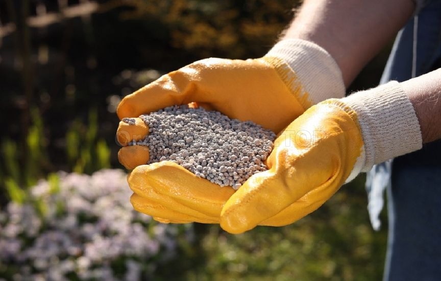 Spring fertilization of perennials: when, what, how much