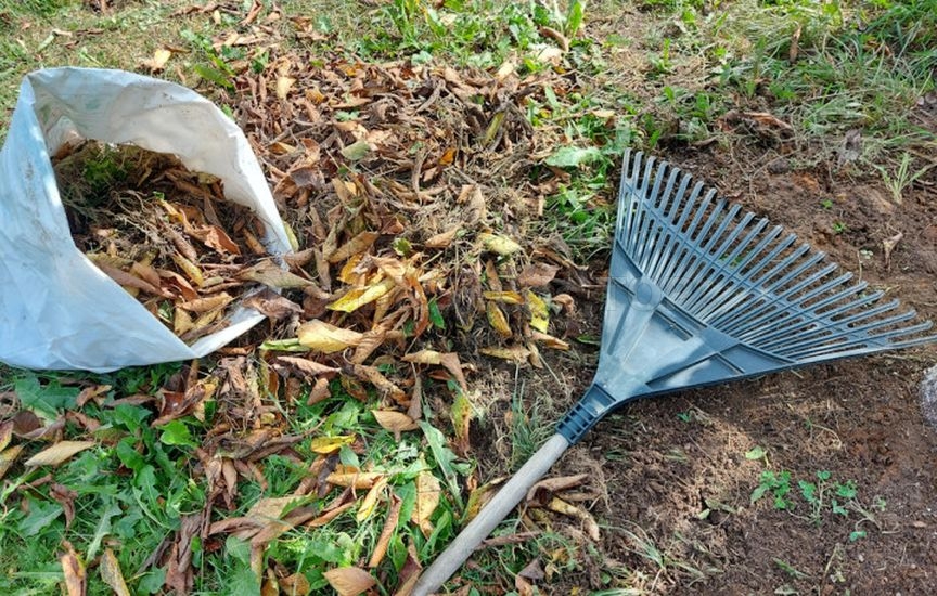 What to do with fallen leaves in the garden What to do with fallen leaves in the garden