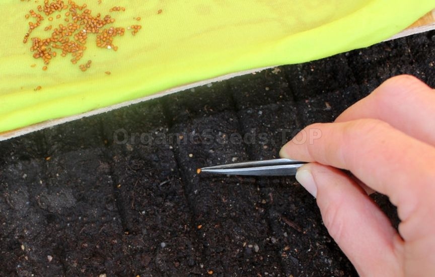 When to sow flowers for seedlings: timing for annuals and biennials