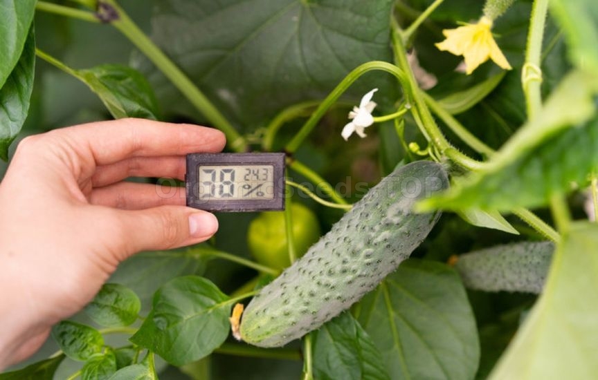 Cucumbers stopped setting fruit: looking for the cause Cucumbers stopped setting fruit: looking for the cause
