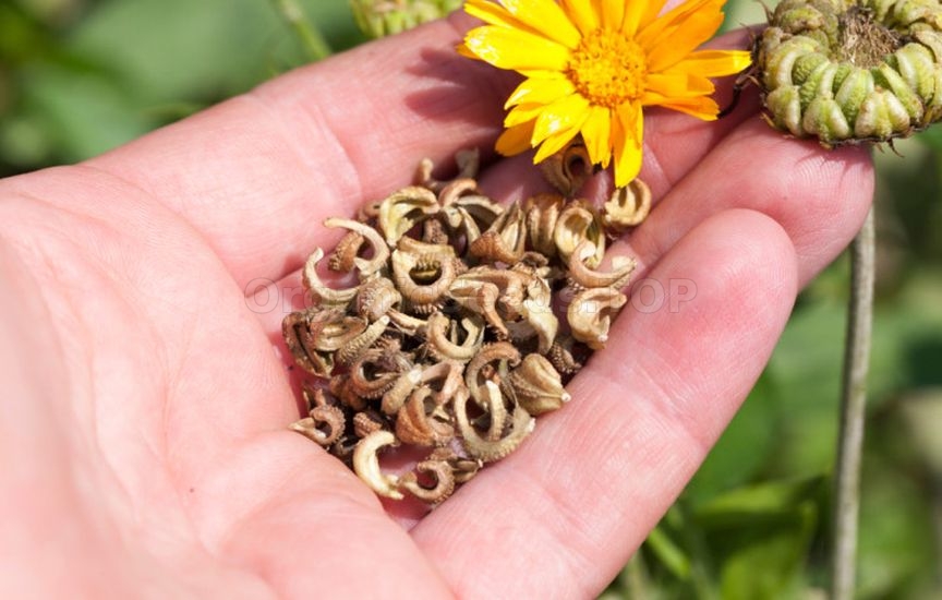 What to do in the flower garden in September