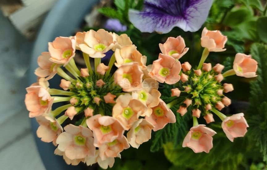 What flowers can be sown for seedlings already in January