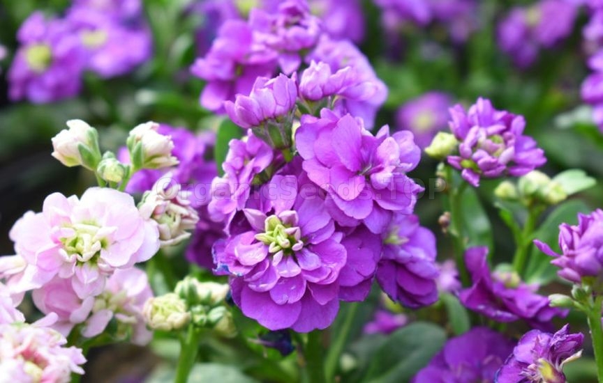 What flowers to sow directly into the ground in April–May