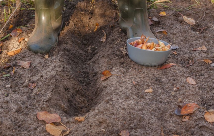 What to sow in vacant garden beds in late September What to sow in vacant garden beds in late September