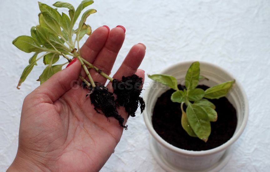What to do if seedlings stop growing