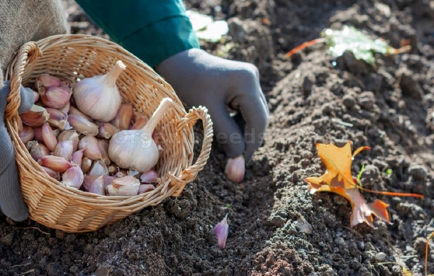 Autumn garlic planting: when, how, which
