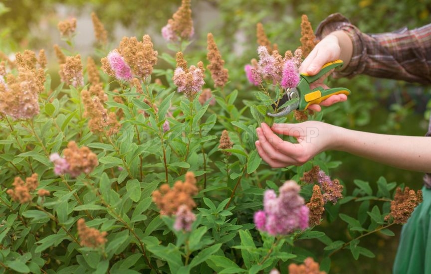 How to care for spirea in summer