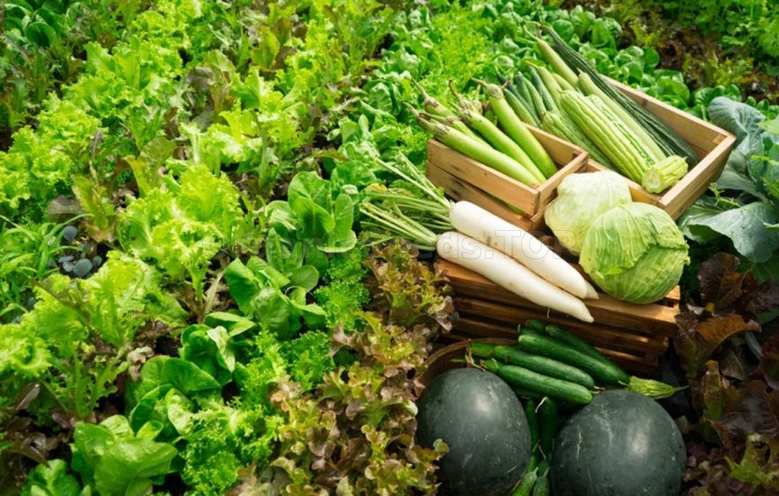 Planning next year: what to plant after cucumbers, tomatoes and cabbag Planning next year: what to plant after cucumbers, tomatoes and cabbag