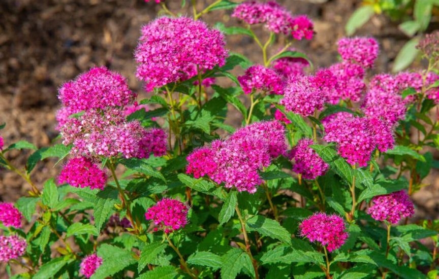 What to plant in a flower bed in spring so that it blooms all summer