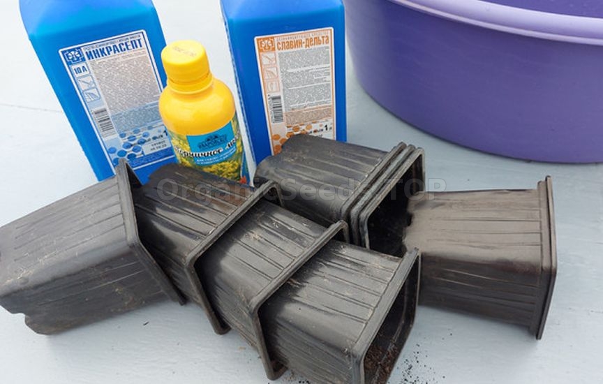 How to properly prepare containers for seedlings