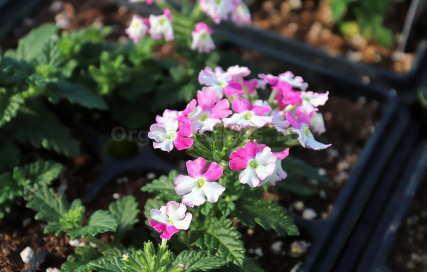 What flowers can be sown for seedlings already in January
