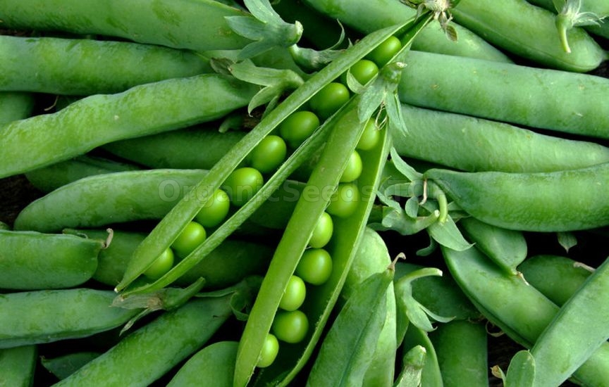 Which vegetables can be grown without seedlings