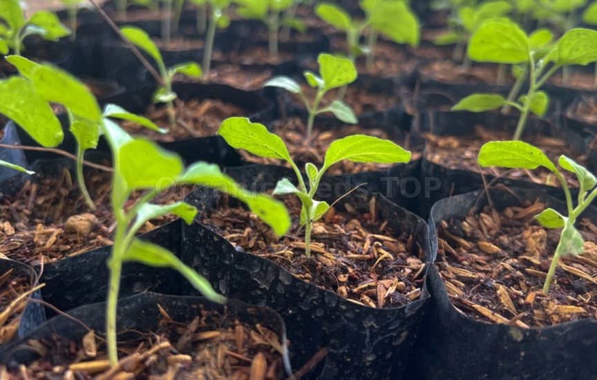 How to properly prepare containers for seedlings