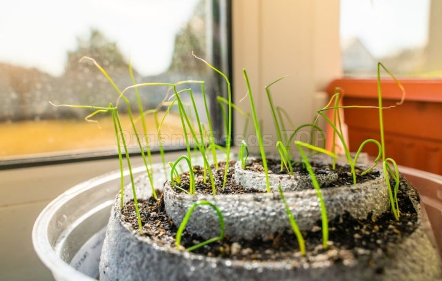 How to properly prepare containers for seedlings