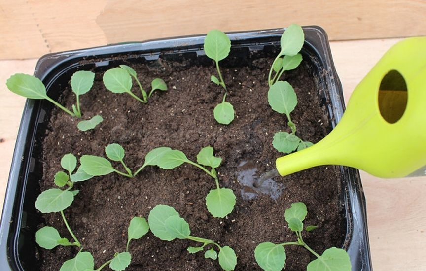 Seedlings of cabbage: timing and care